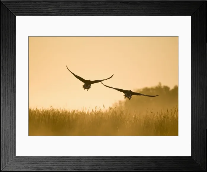 Framed Print : Picture No. 10893258 Framed Print : Picture No. 10893258