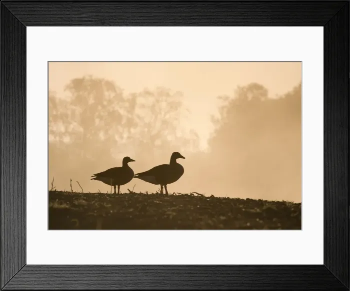 Framed Print : Picture No. 10893259 Framed Print : Picture No. 10893259