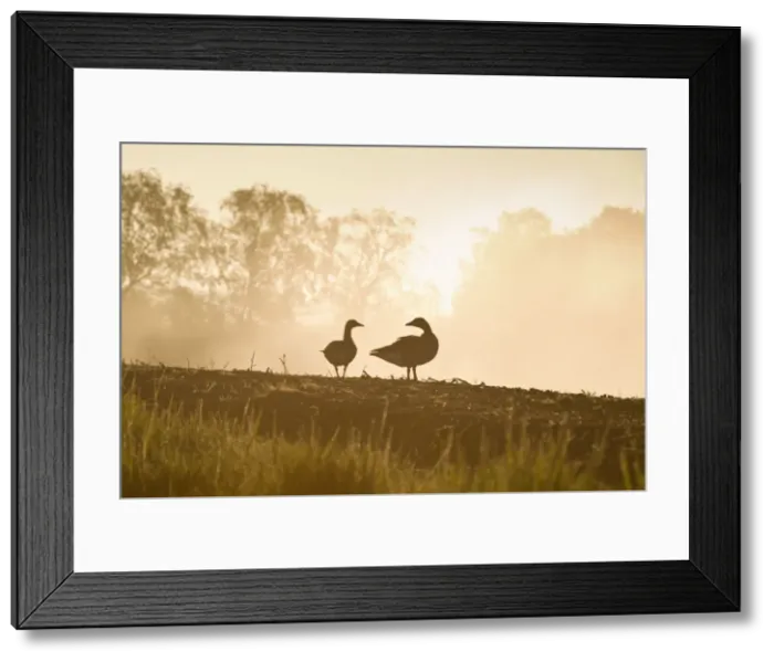 Framed Print : Picture No. 10893260 Framed Print : Picture No. 10893260