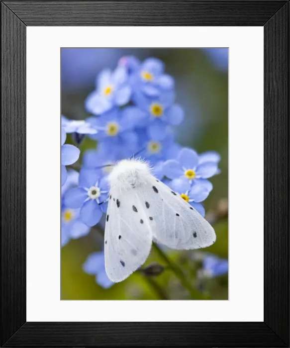 Framed Print : Picture No. 10893264 Framed Print : Picture No. 10893264