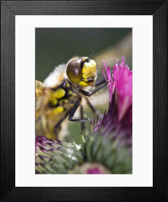 Framed Print : Picture No. 10893262 Framed Print : Picture No. 10893262