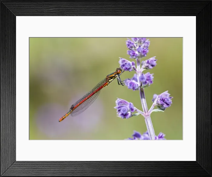 Framed Print : Picture No. 10893263 Framed Print : Picture No. 10893263