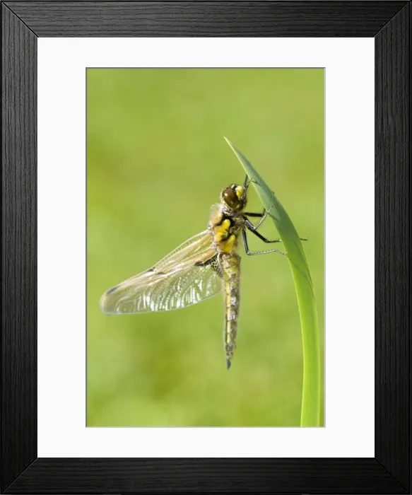 Framed Print : Picture No. 10893261 Framed Print : Picture No. 10893261