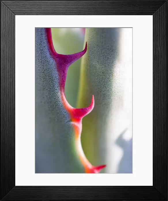 Framed Print : Picture No. 10893267 Framed Print : Picture No. 10893267