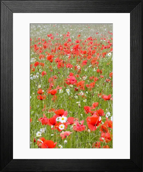Framed Print : Picture No. 10893270 Framed Print : Picture No. 10893270