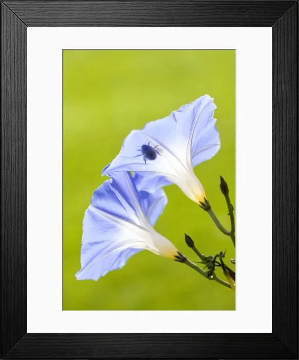 Framed Print : Picture No. 10893265 Framed Print : Picture No. 10893265