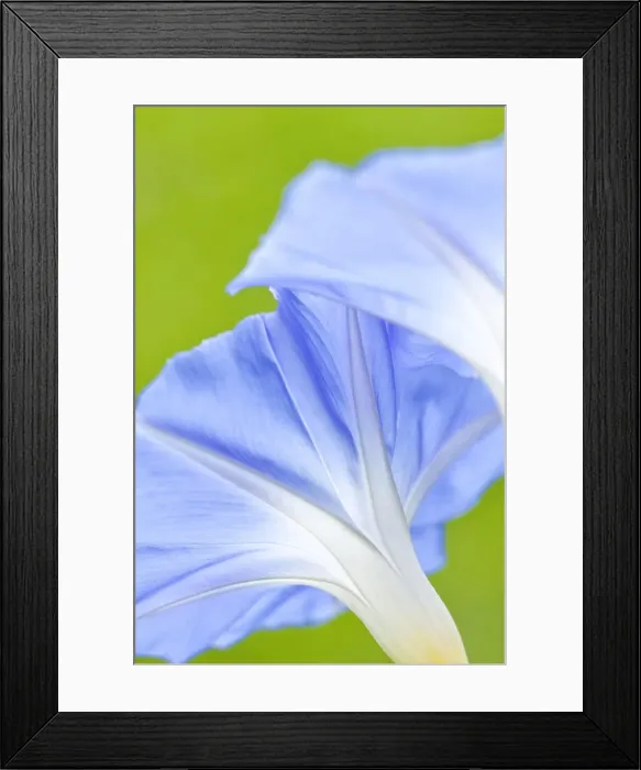 Framed Print : Picture No. 10893266 Framed Print : Picture No. 10893266