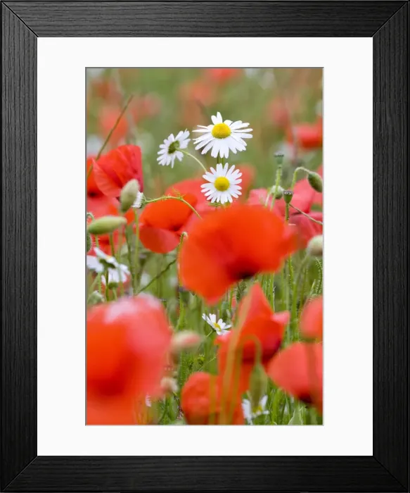 Framed Print : Picture No. 10893269 Framed Print : Picture No. 10893269