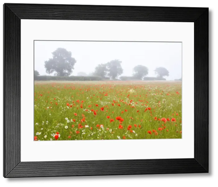 Framed Print : Picture No. 10893274 Framed Print : Picture No. 10893274