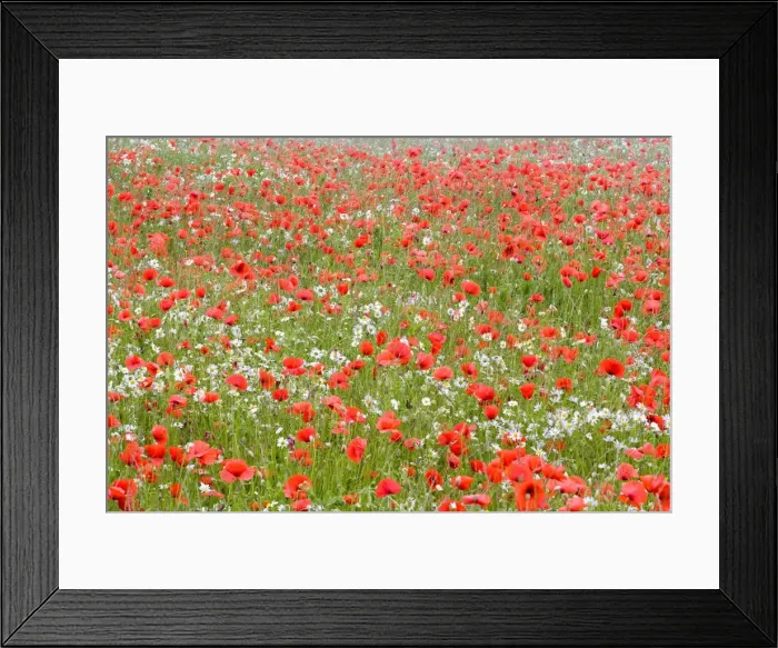 Framed Print : Picture No. 10893273