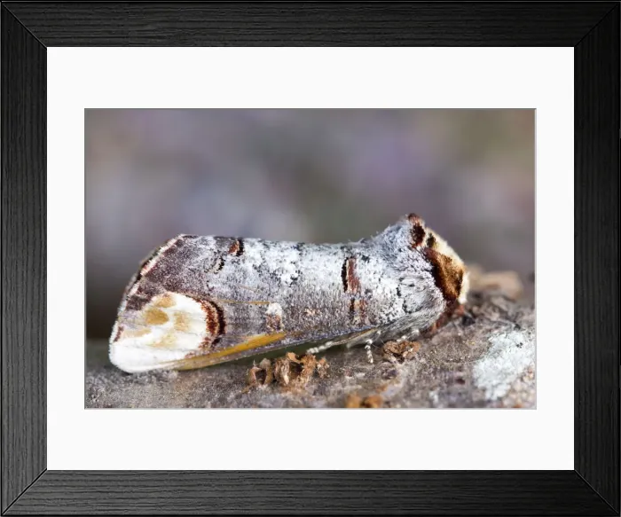 Framed Print : Picture No. 10893278 Framed Print : Picture No. 10893278