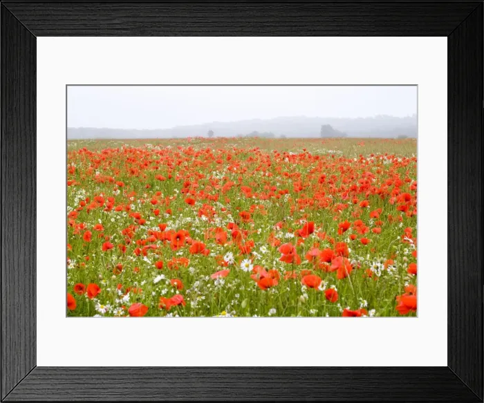 Framed Print : Picture No. 10893272 Framed Print : Picture No. 10893272