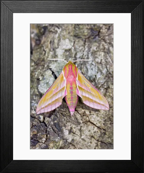 Framed Print : Picture No. 10893276 Framed Print : Picture No. 10893276