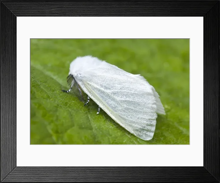 Framed Print : Picture No. 10893281 Framed Print : Picture No. 10893281