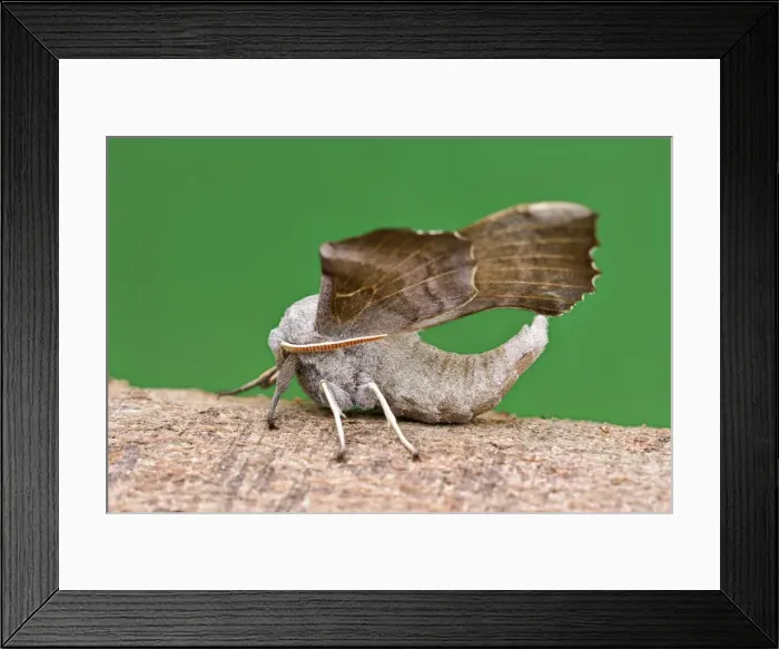 Framed Print : Picture No. 10893280 Framed Print : Picture No. 10893280