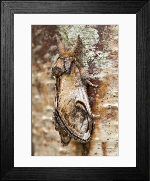 Framed Print : Picture No. 10893285 Framed Print : Picture No. 10893285