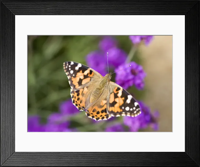 Framed Print : Picture No. 10893287 Framed Print : Picture No. 10893287