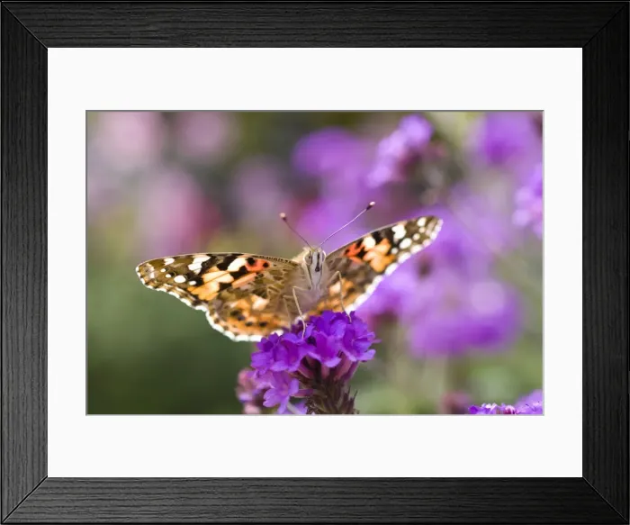 Framed Print : Picture No. 10893286 Framed Print : Picture No. 10893286