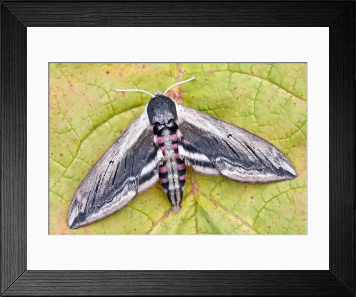 Framed Print : Picture No. 10893277 Framed Print : Picture No. 10893277
