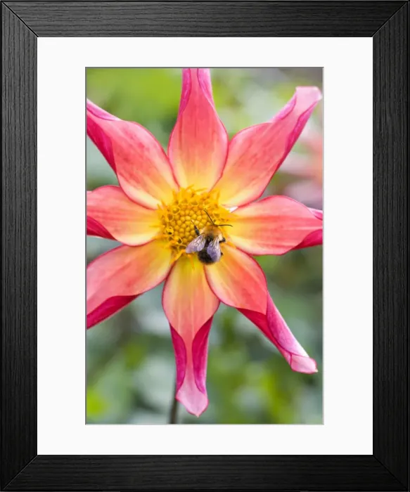 Framed Print : Picture No. 10893288 Framed Print : Picture No. 10893288
