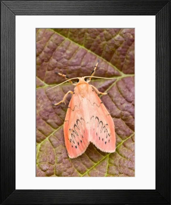 Framed Print : Picture No. 10893283 Framed Print : Picture No. 10893283