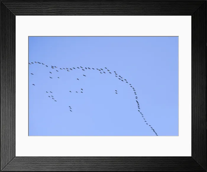 Framed Print : Picture No. 10893296 Framed Print : Picture No. 10893296