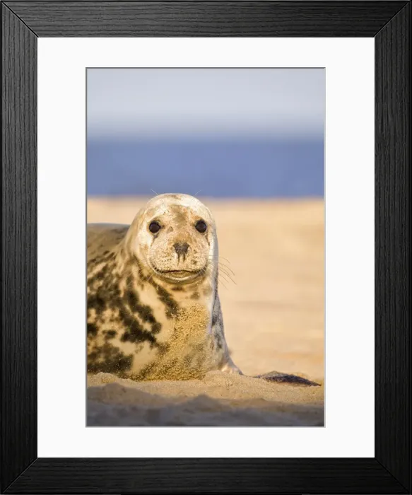 Framed Print : Picture No. 10893304 Framed Print : Picture No. 10893304