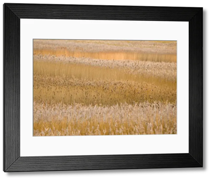 Framed Print : Picture No. 10893301 Framed Print : Picture No. 10893301
