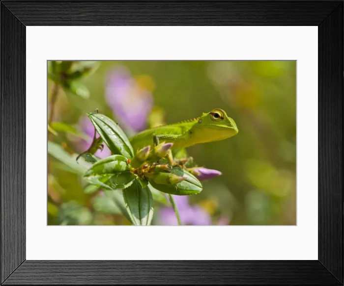 Framed Print : Picture No. 10893392 Framed Print : Picture No. 10893392