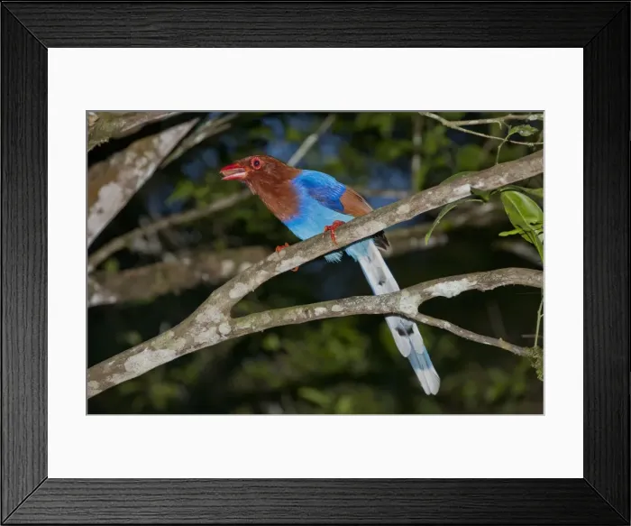 Framed Print : Picture No. 10893389 Framed Print : Picture No. 10893389