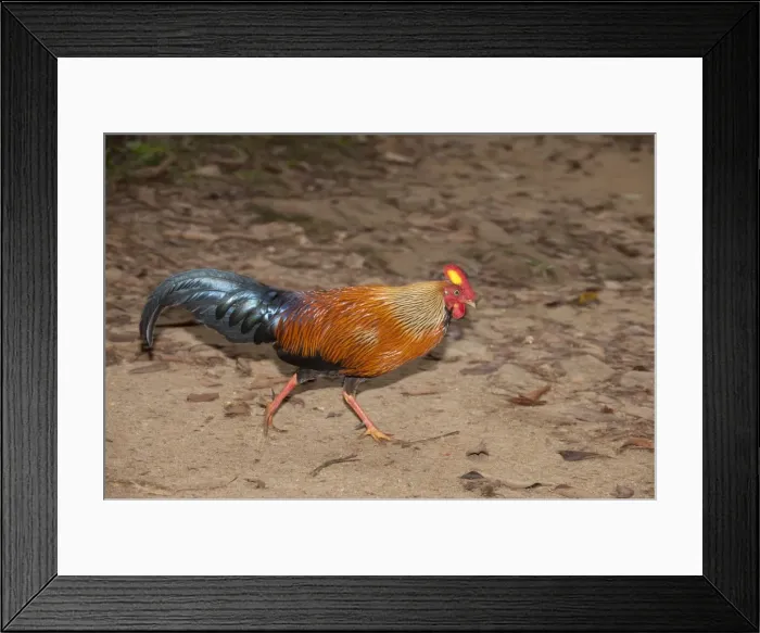Framed Print : Picture No. 10893390 Framed Print : Picture No. 10893390