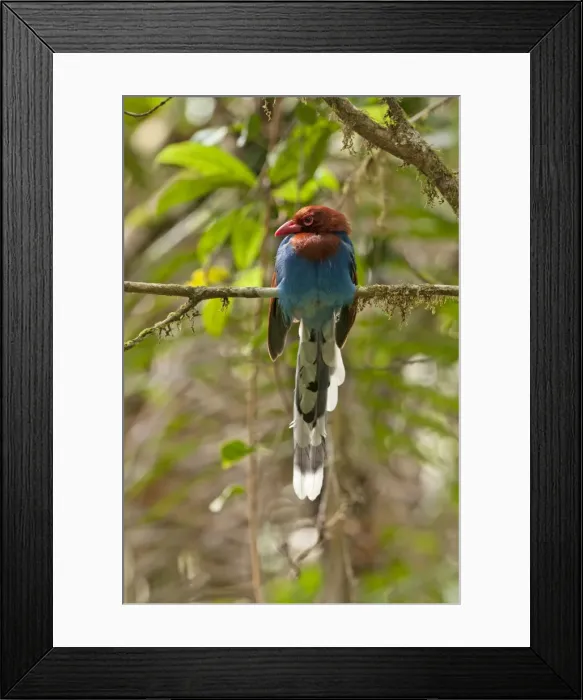Framed Print : Picture No. 10893395 Framed Print : Picture No. 10893395