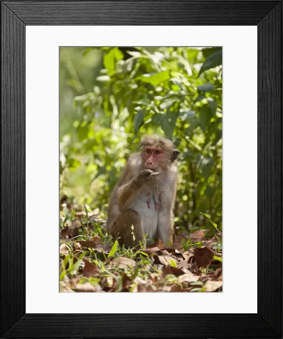 Framed Print : Picture No. 10893394 Framed Print : Picture No. 10893394