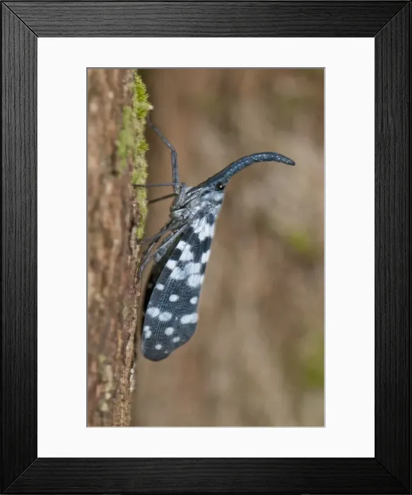Framed Print : Picture No. 10893398 Framed Print : Picture No. 10893398