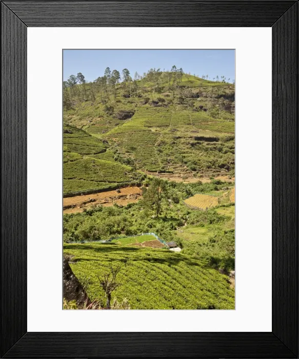 Framed Print : Picture No. 10893393 Framed Print : Picture No. 10893393
