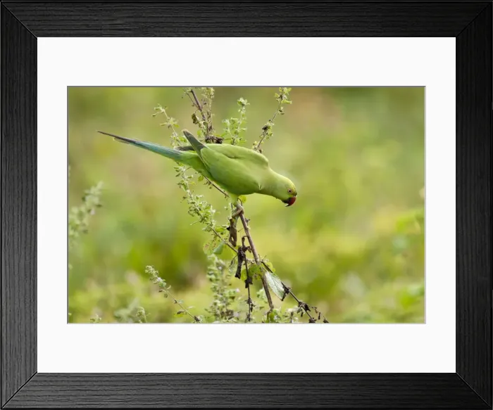 Framed Print : Picture No. 10893400 Framed Print : Picture No. 10893400