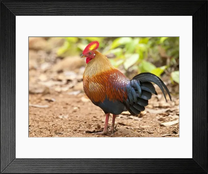 Framed Print : Picture No. 10893396 Framed Print : Picture No. 10893396