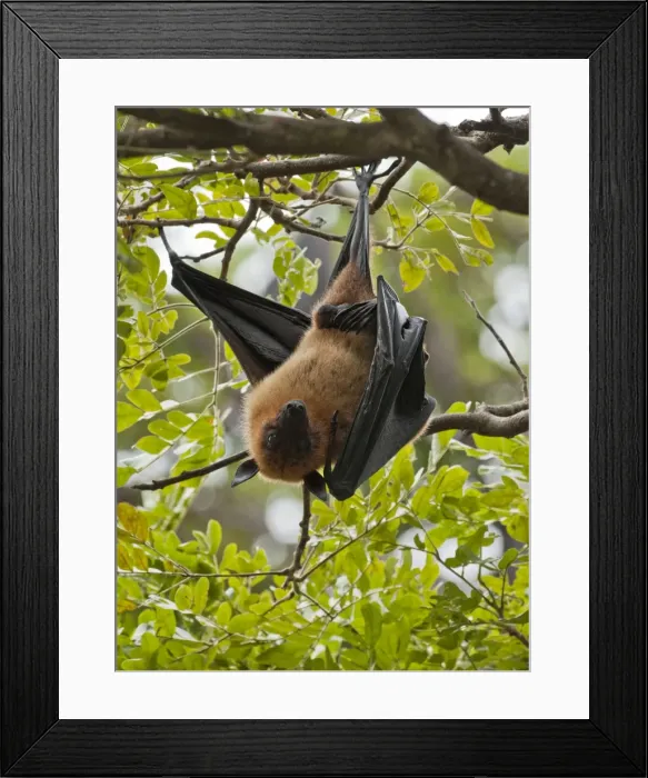 Framed Print : Picture No. 10893402 Framed Print : Picture No. 10893402