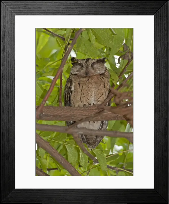 Framed Print : Picture No. 10893403 Framed Print : Picture No. 10893403
