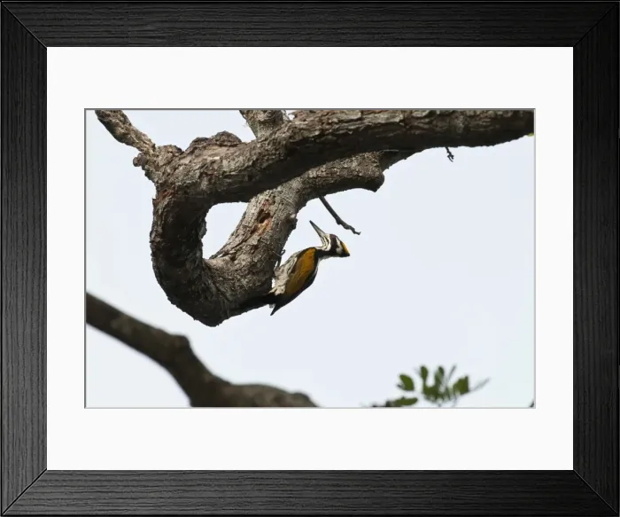 Framed Print : Picture No. 10893405