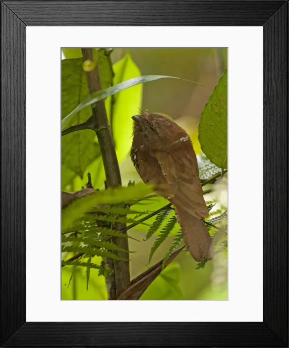 Framed Print : Picture No. 10893397 Framed Print : Picture No. 10893397