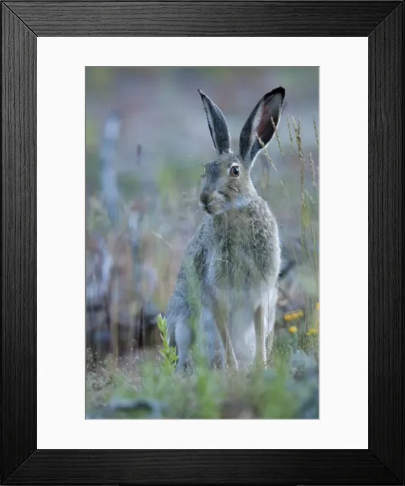 Framed Print : Picture No. 10893460 Framed Print : Picture No. 10893460