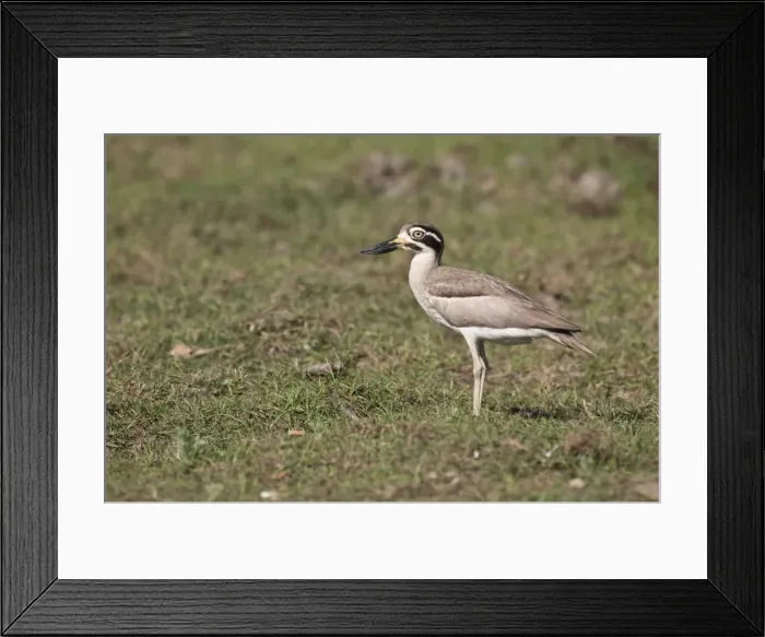 Framed Print : Picture No. 10893408 Framed Print : Picture No. 10893408