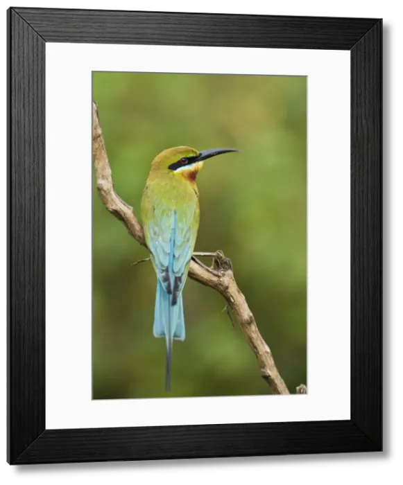 Framed Print : Picture No. 10893401 Framed Print : Picture No. 10893401