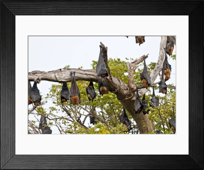 Framed Print : Picture No. 10893406 Framed Print : Picture No. 10893406