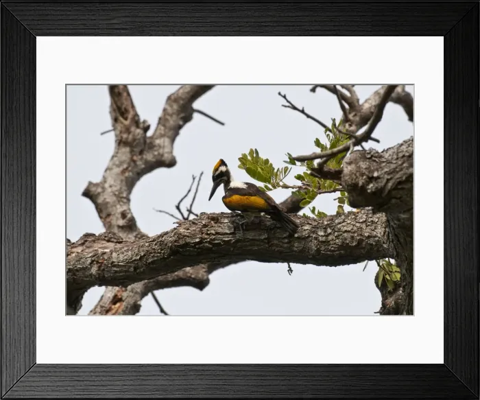 Framed Print : Picture No. 10893404