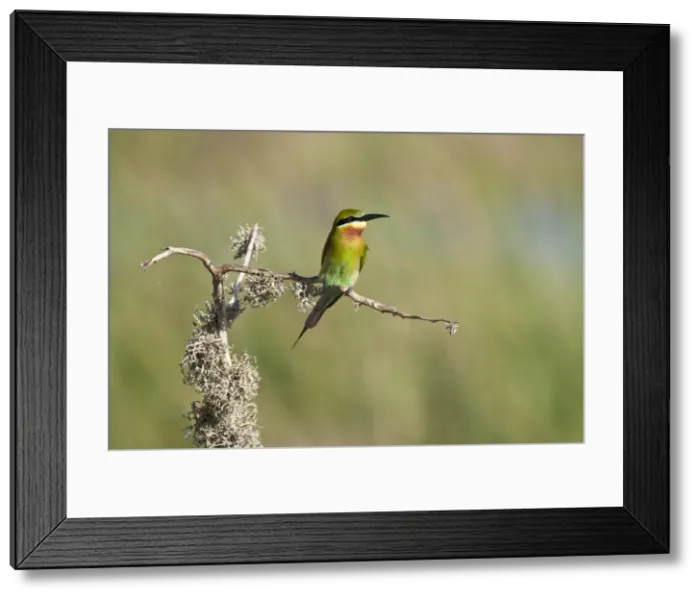 Framed Print : Picture No. 10893407 Framed Print : Picture No. 10893407