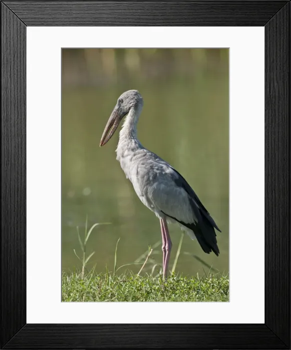 Framed Print : Picture No. 10893409 Framed Print : Picture No. 10893409