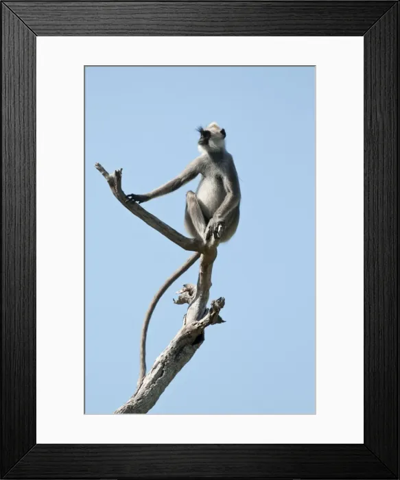 Framed Print : Picture No. 10893410 Framed Print : Picture No. 10893410