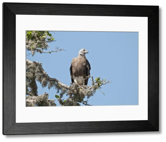 Framed Print : Picture No. 10893411 Framed Print : Picture No. 10893411